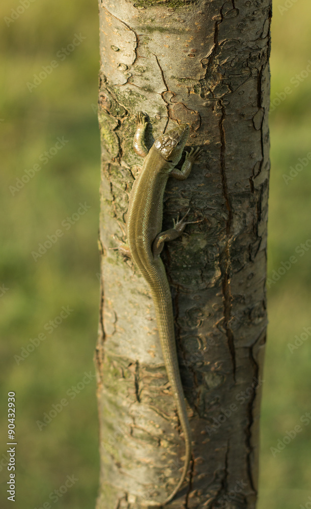 Obraz premium Lizard