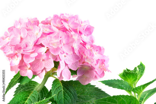 sweet  hydrangea flowers on a white background