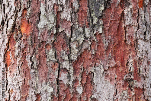 real tree bark texture