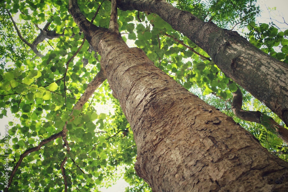 Fototapeta premium Tree in the forest