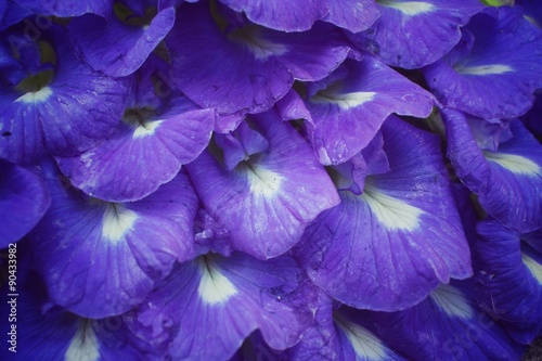 Butterfly pea flowers background
