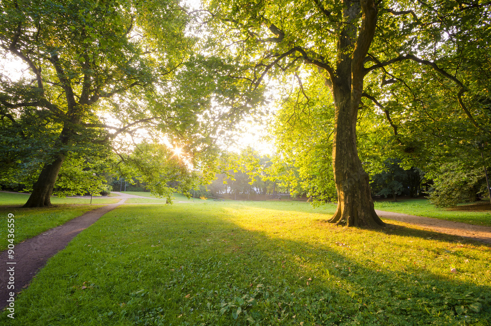 Naklejka premium Platany w parku o poranku