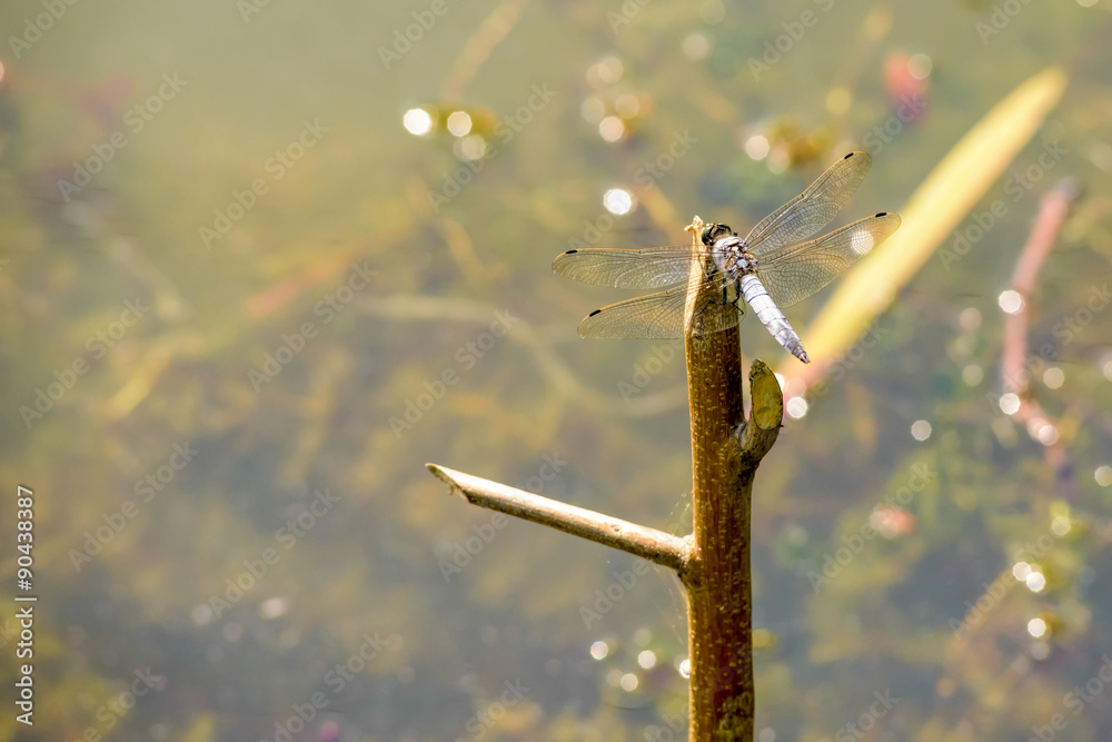 Obraz premium Dragonfly on a Branch