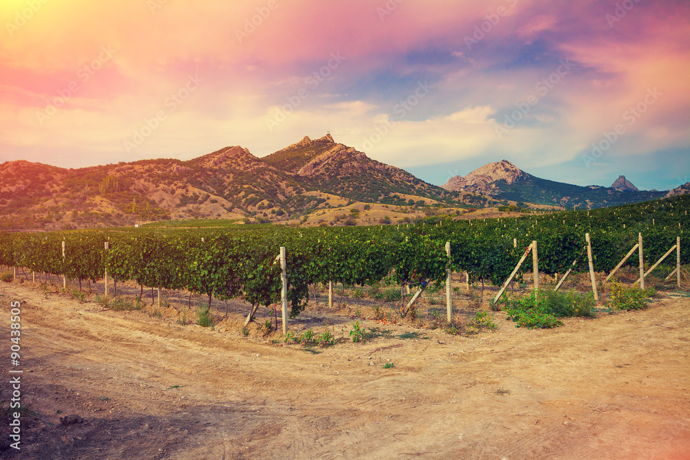 Fototapeta premium Vineyard at sunset