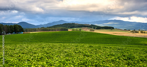 Panorama_Campo di patate