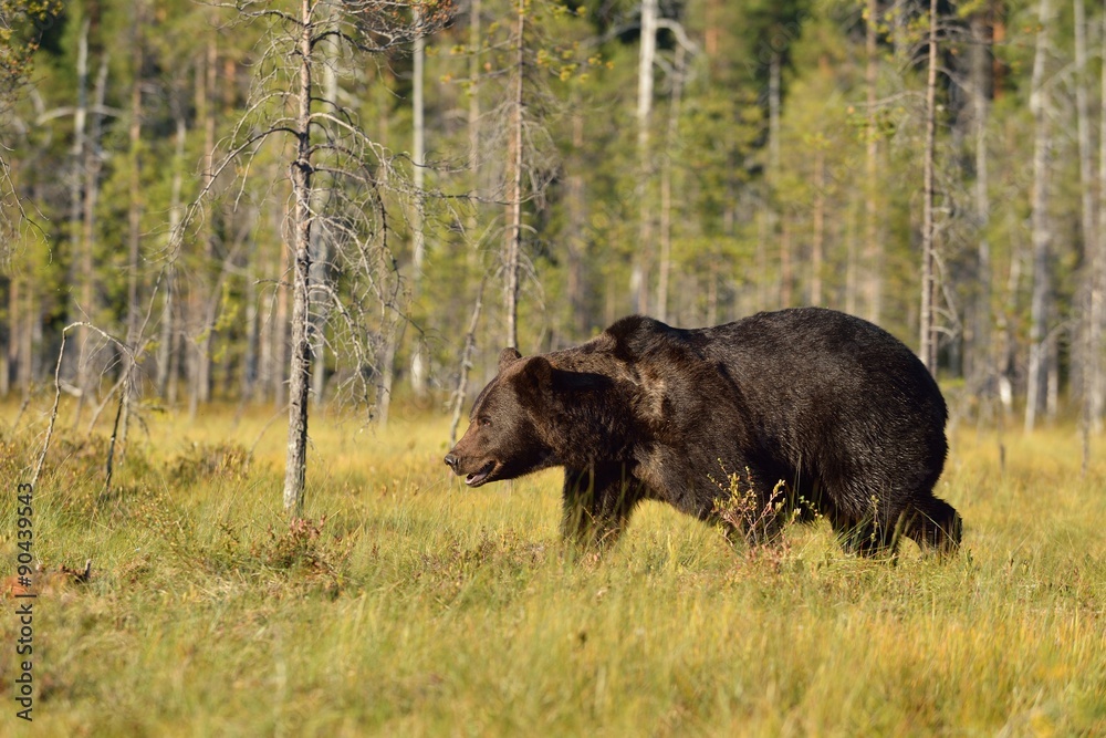 brown bear walking in the bog at daylight brown bear walking in the bog at daylight