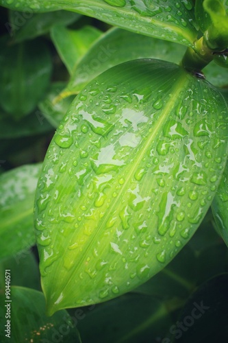 Water drop on banana leaf photo