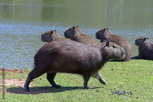 Capybara, the largest rodent in the world photo