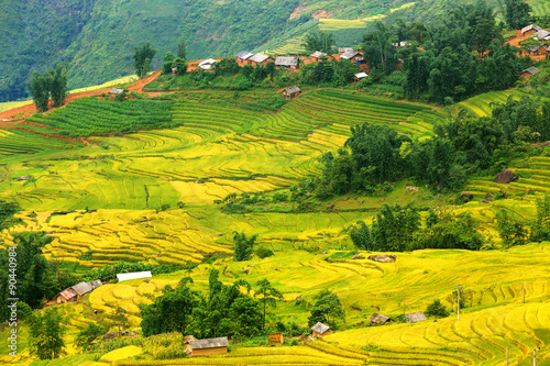 Fototapeta Naklejka Na Ścianę i Meble -  Terraced rice fields in Sapa, Lao Cai, Vietnam 