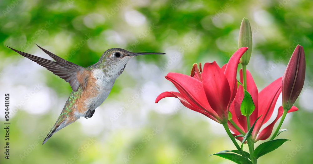 Fototapeta premium Hummingbird (archilochus colubris) Flying over Green Background