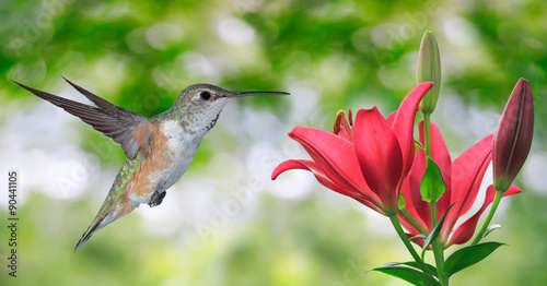 Hummingbird (archilochus colubris) Flying over Green Background photo