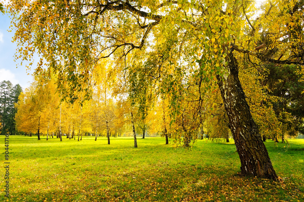 Fototapeta premium Park