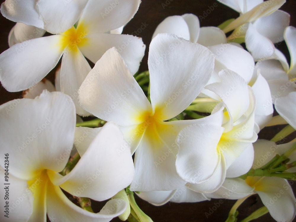Obraz premium White frangipani flowers