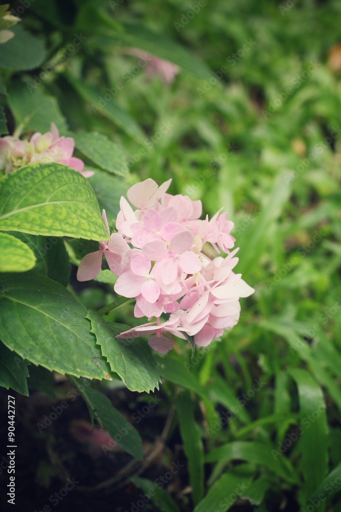 Hydrangea flowers Hydrangea flowers