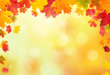 autumn leaves background