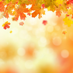 autumn leaves background