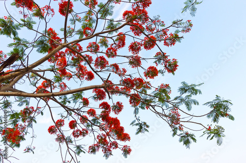 Peacock flowers on poinciana tree 