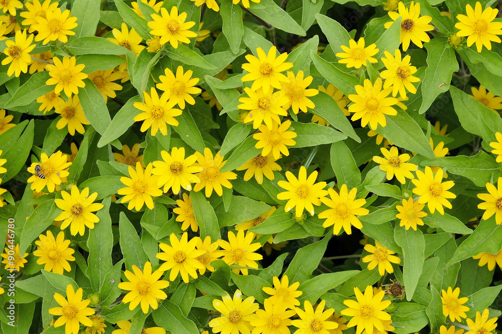 Background of Small yellow flowers Background of Small yellow flowers