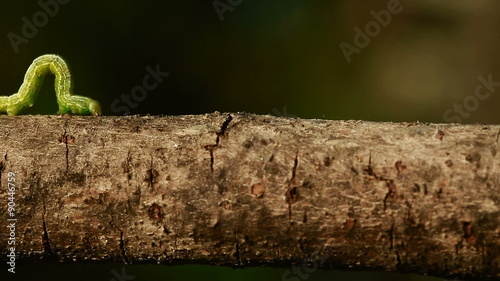 An Inch worm making its way across a tree branch, symbolizing persistence and achievement