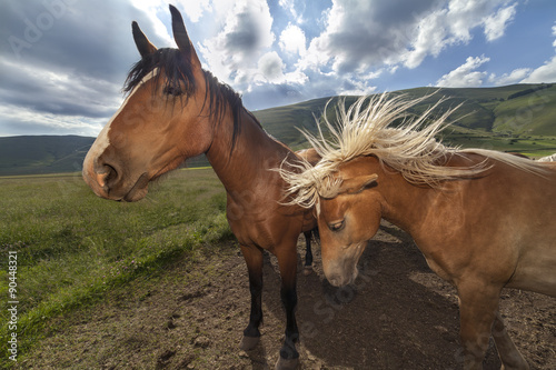 Fototapeta Naklejka Na Ścianę i Meble -  coppia di cavalli . Criniera alzata, cielo nuvoloso sullo sfondo
