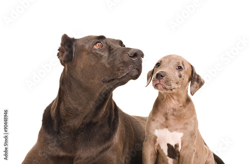 Portrait of a dog and a puppy pit bull