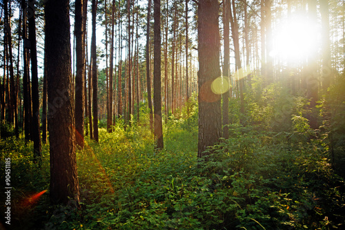 Sunset on the forest