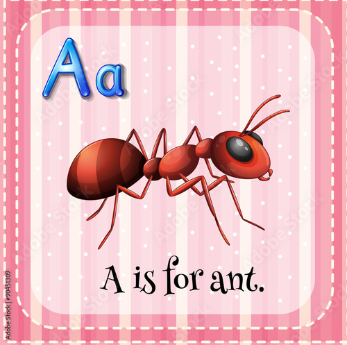 Flashcard A is for ant