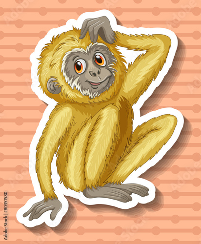 White gibbon scratching the head