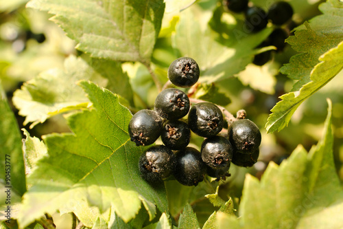 black hawthorn