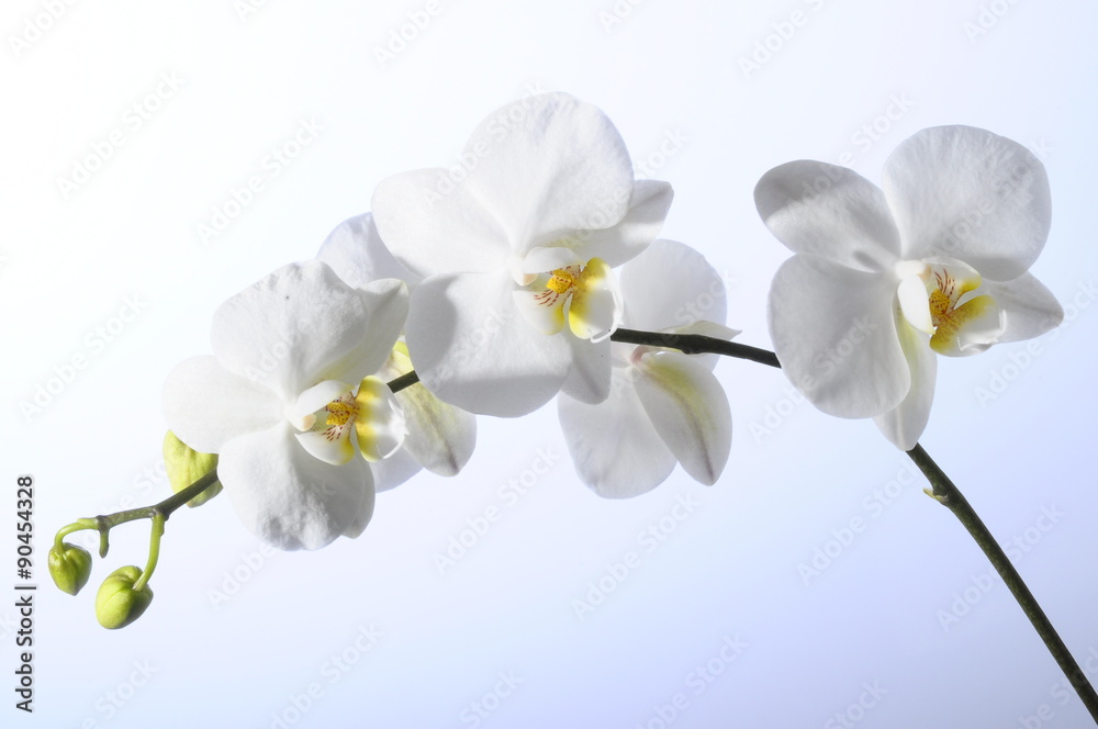 White flower orchid White flower orchid