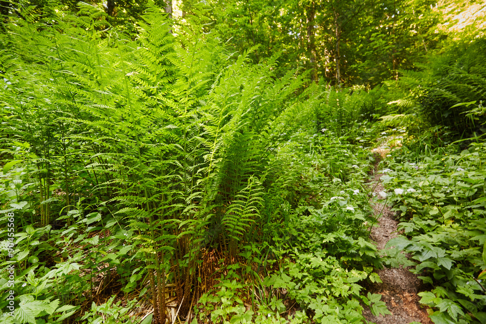 Obraz premium Ferns on the mountain forest