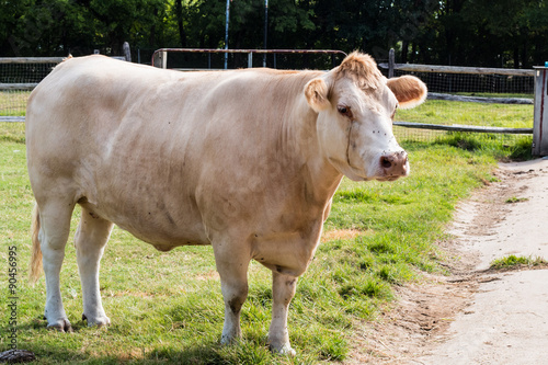 White Hereford Cow © sherryvsmith