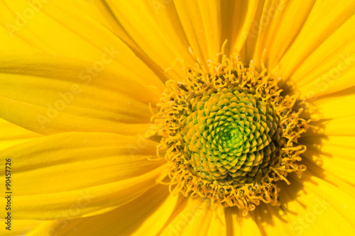 Yellow abstract flower. Macro.