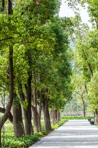 Laubbaum in Jiangyin © Angelika Bentin