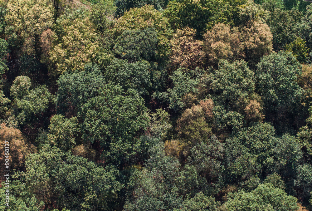 aerial view of the forest
