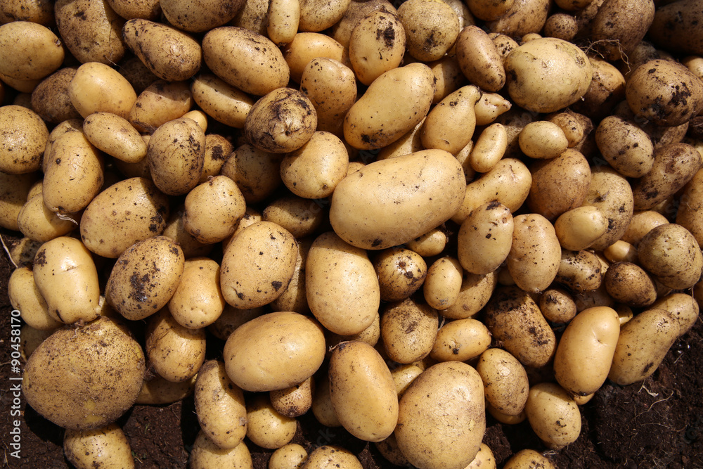 Kartoffeln Kartoffeln