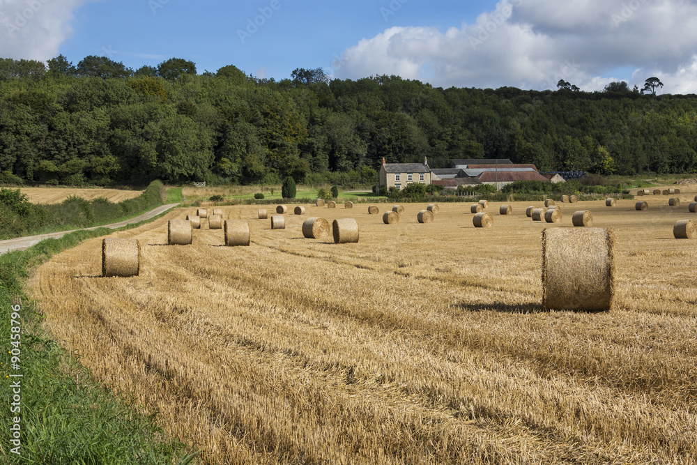 Harvest Time - North Yorkshire - England