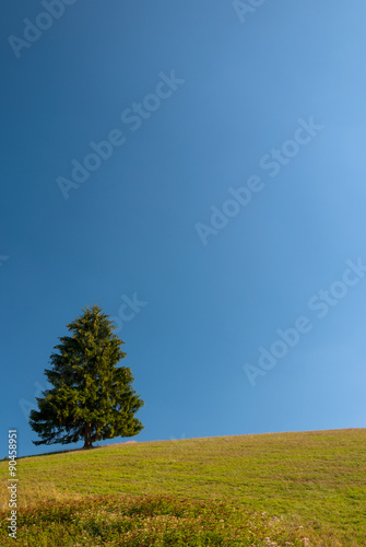 Solitary spruce on the hill - Sklabina, Martin, Slovakia photo