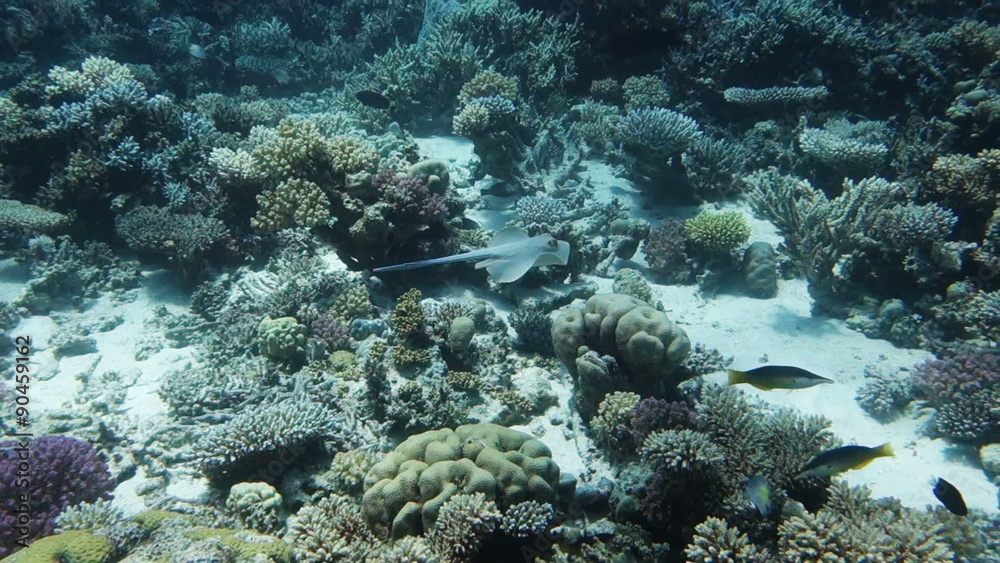 Stingray swims over beautifull Coral Reef, Red Sea Stingray swims over beautifull Coral Reef, Red Sea