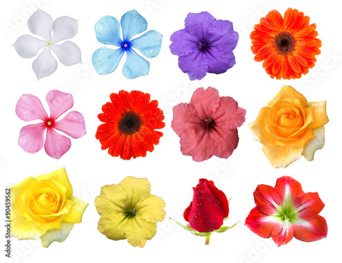 Big Selection of Various Flowers Isolated on White Background. Red, Pink, Yellow, White Colors including rose, gerbera, amaryllis, primrose and other wildflowers