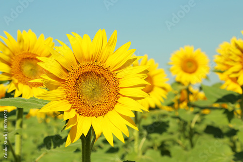 Sunflowers in the field  ourdoors