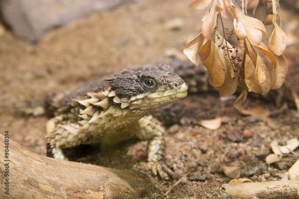 Fototapeta premium Club-tailed lizard in terrarium