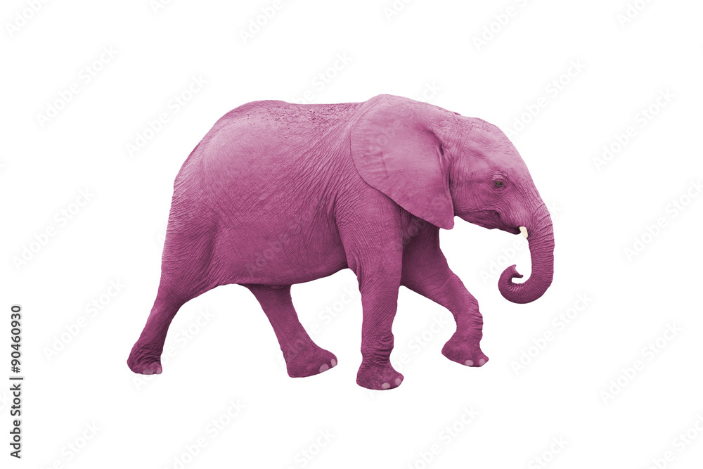 Pink Elephant isolated on a white background