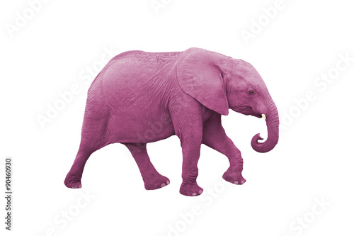 Pink Elephant isolated on a white background