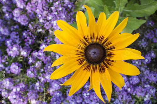 Wild Sunflower photo
