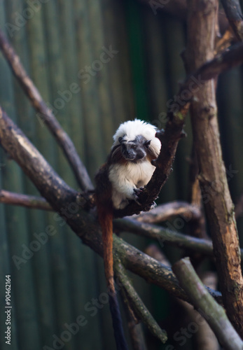 małpka tamaryna białoczuba