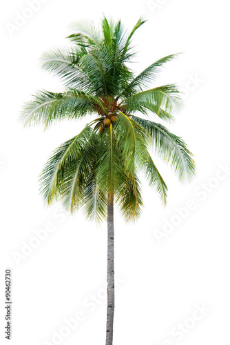 New coconut tree isolate on white