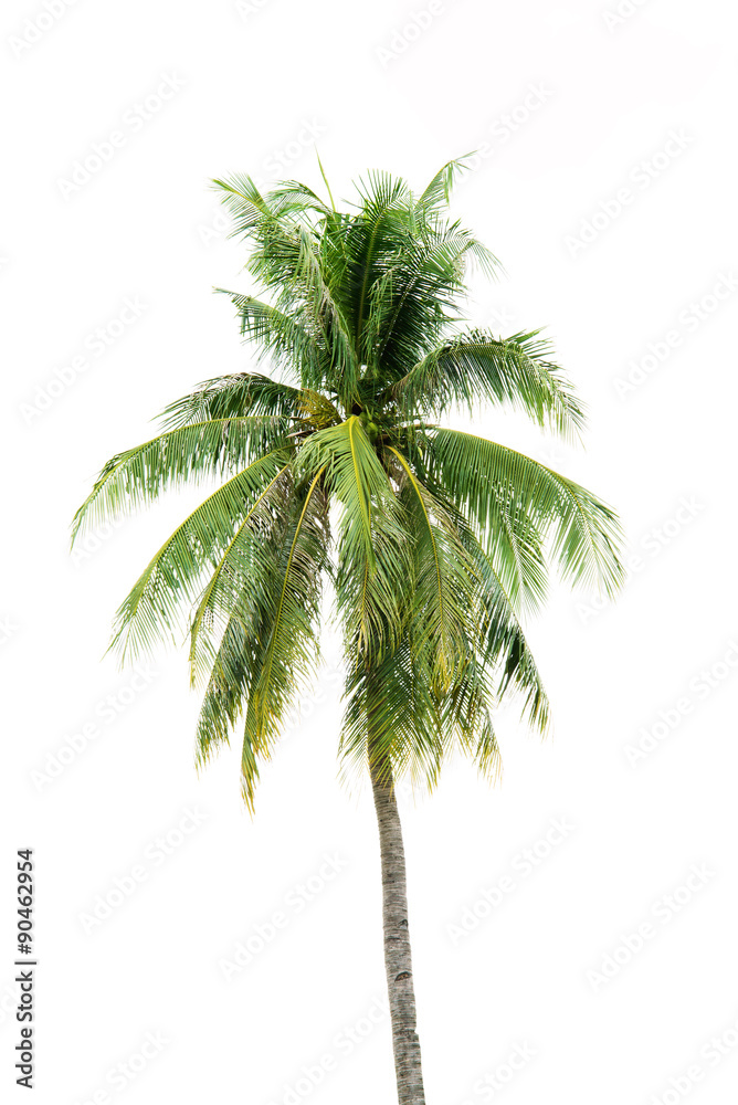 Fototapeta premium New coconut tree isolate on white