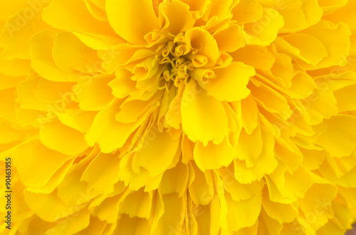 macro of yellow marigold flower background © joloei