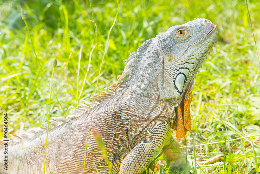 Fototapeta premium iguana